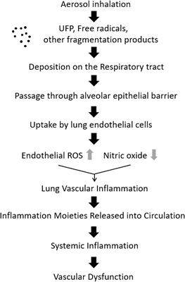 New Insights From MRI and Cell Biology Into the Acute Vascular-Metabolic Implications of Electronic Cigarette Vaping